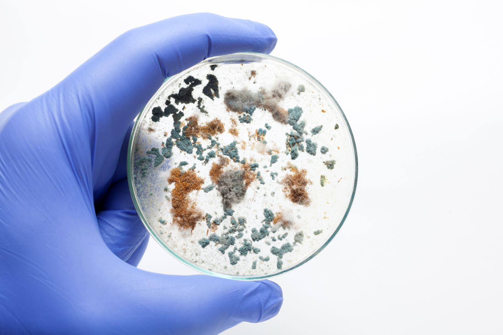 What to expect from a Mold Test